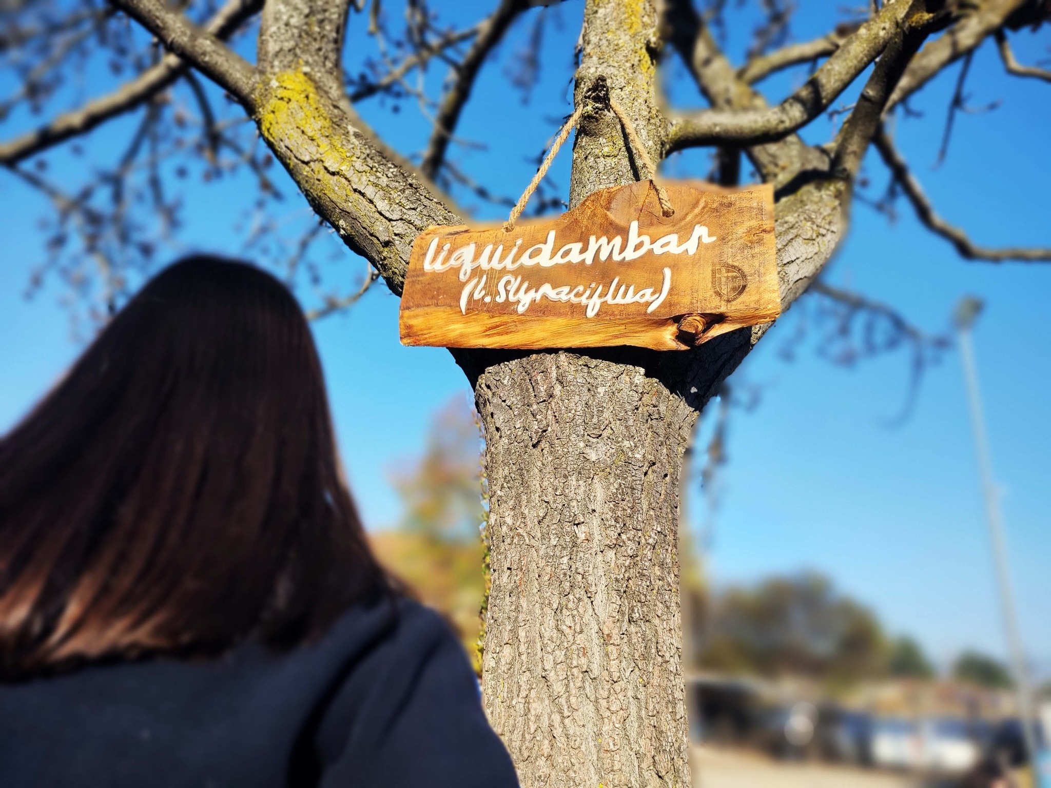 Identificación Arbórea